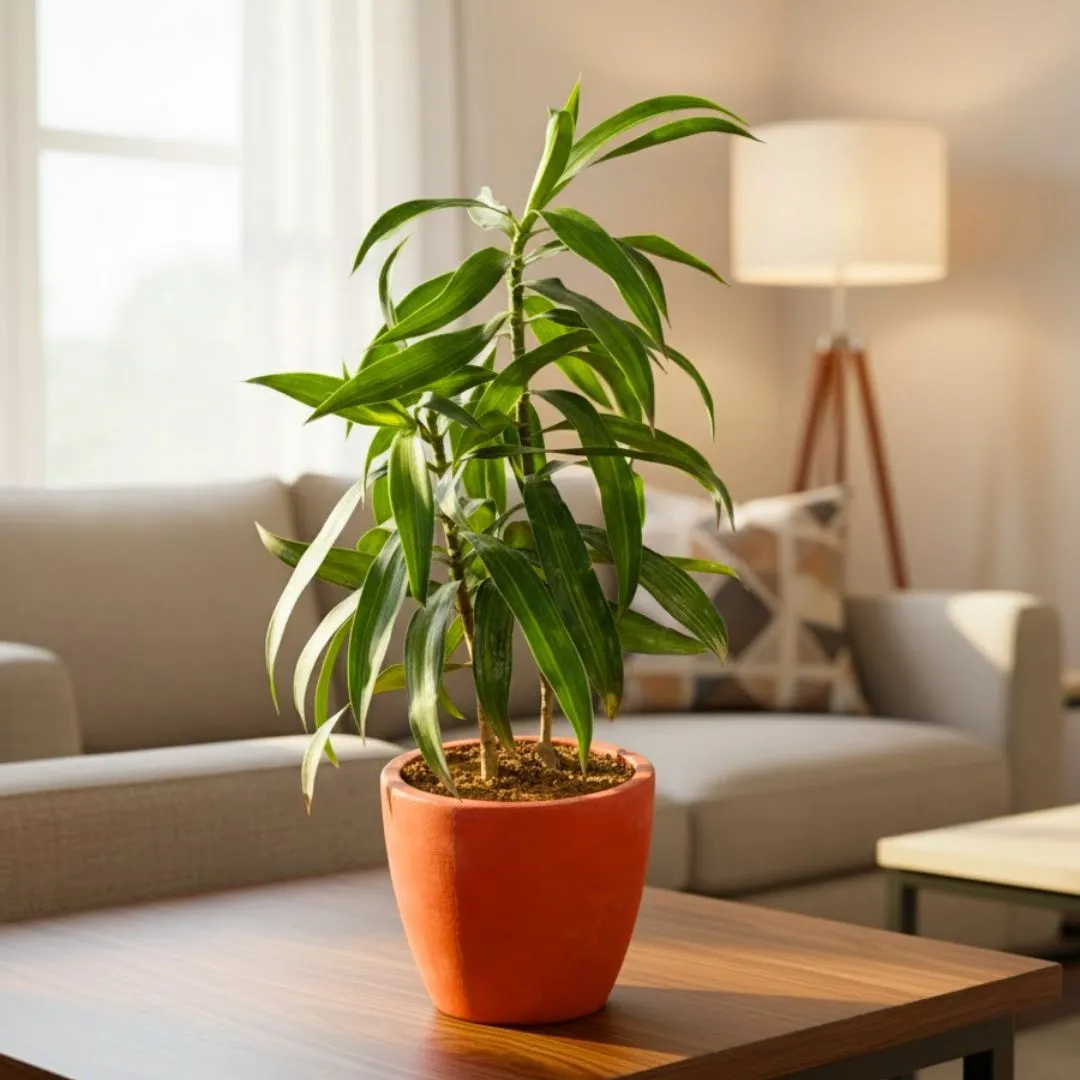 Gift Ready - Dracaena Messenger in 4 inch Shilp Maati Pot - Chic Small Pot for Decor Corners