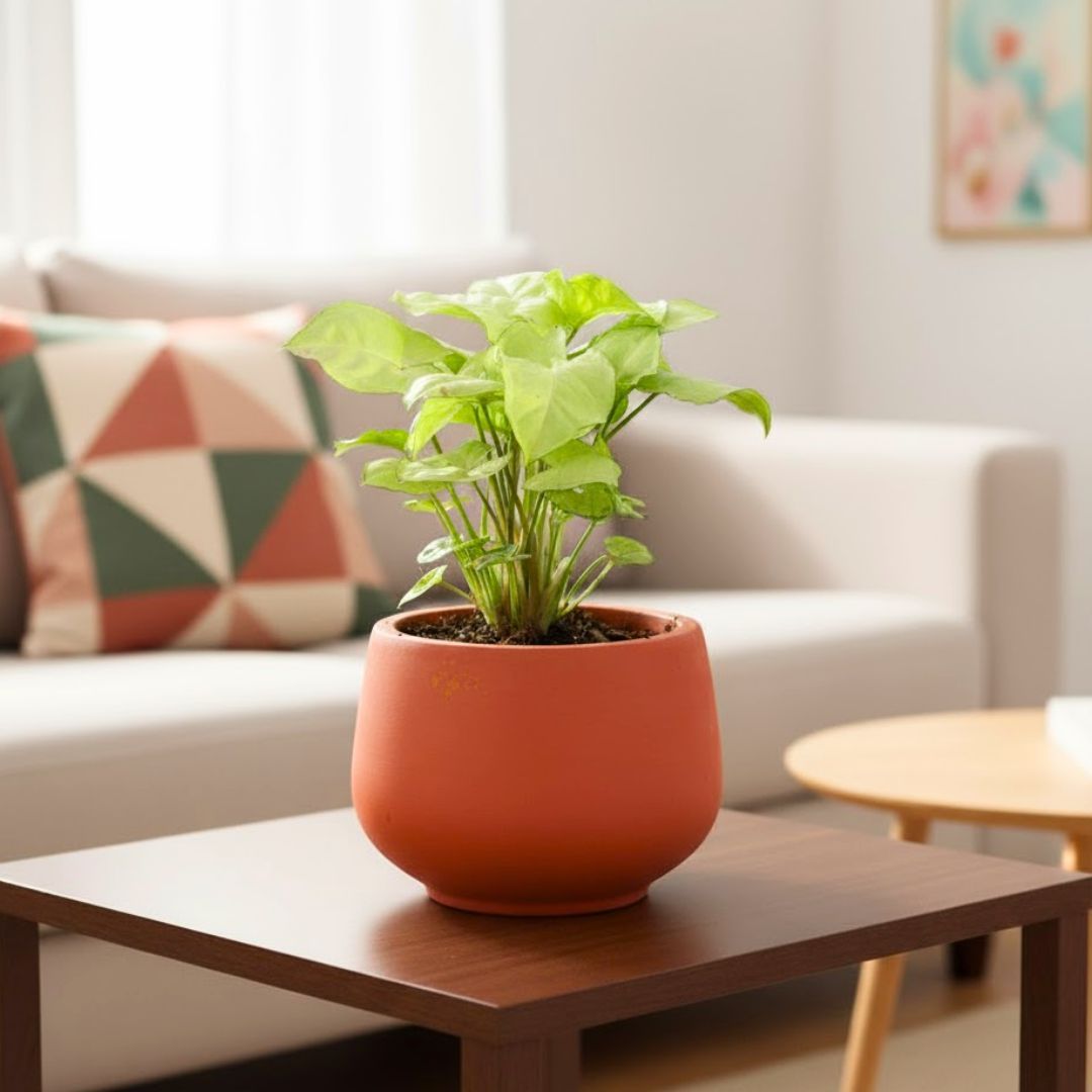 Gift Ready - Syngonium white in 4 inch Bhoomi Maati Pot - Wide-Mouth Rustic Matte Beauty