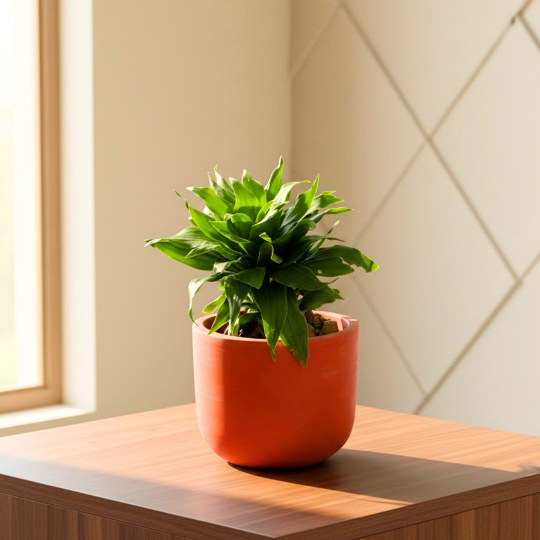 Gift Ready - Dracaena Compacta in 4 inch Aaroh Maati Pot - Modern Curved Handcrafted Appeal
