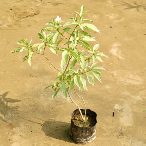 Chandni in 7 Inch Nursery Bag
