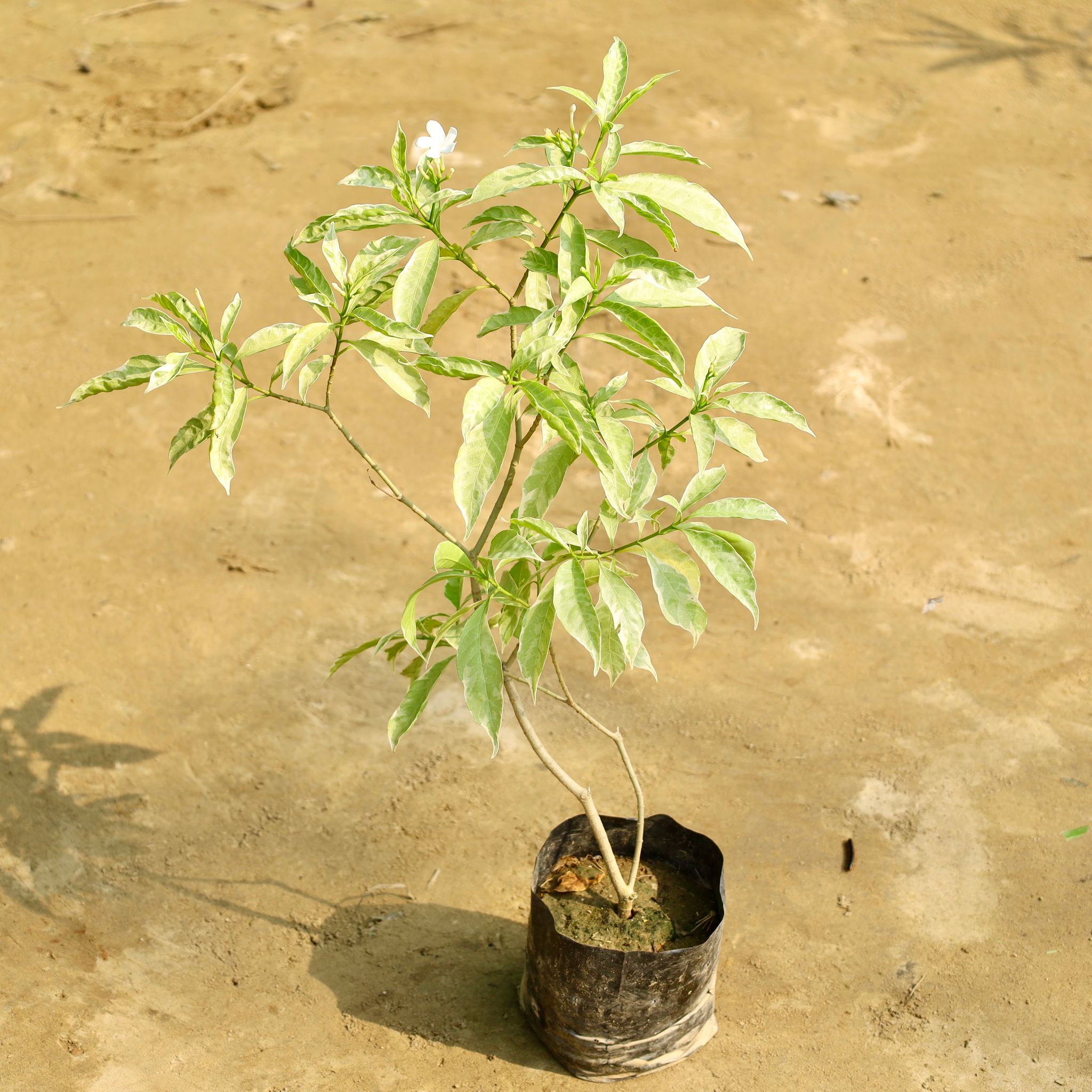 Chandni in 7 Inch Nursery Bag