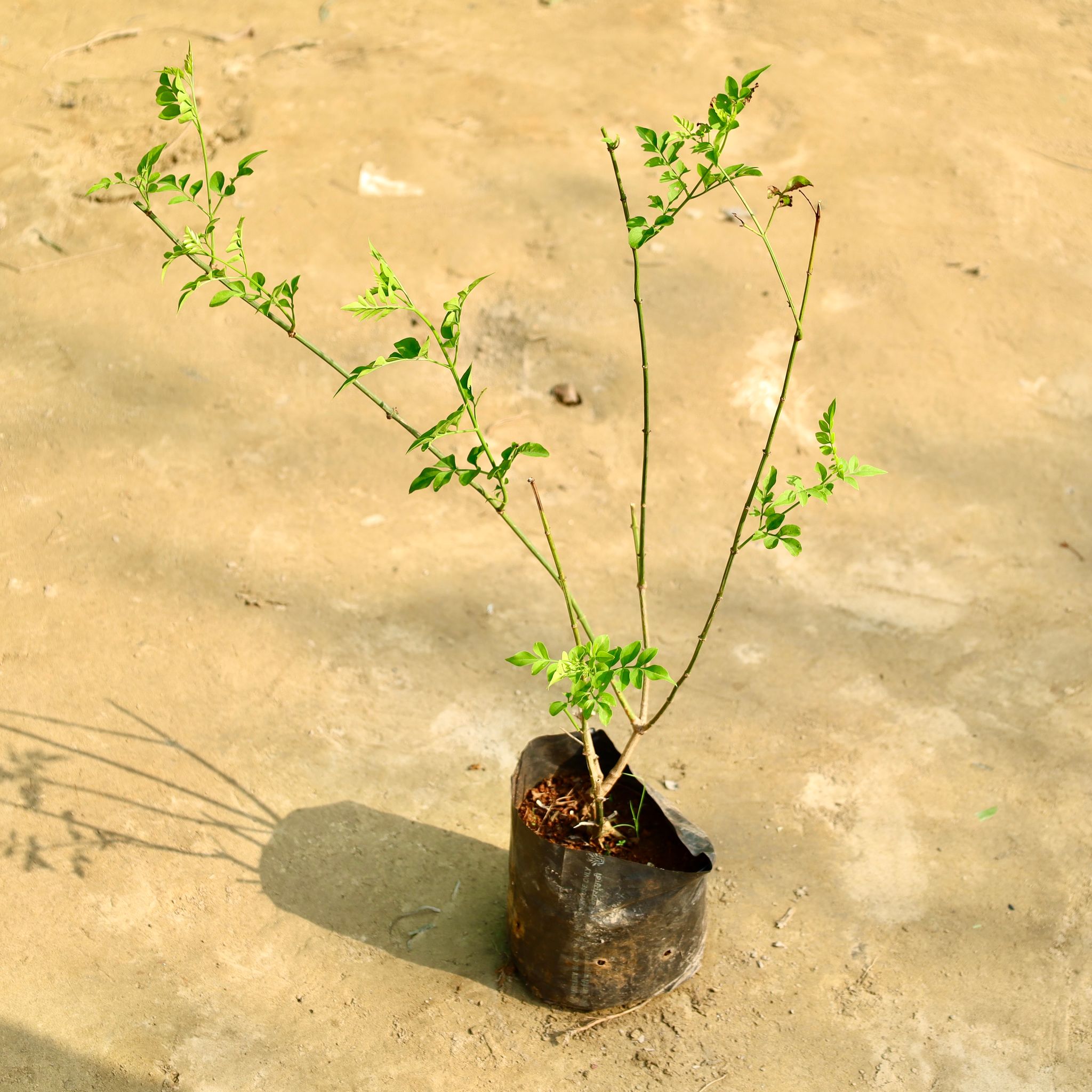 Chameli (Any Colour) in 8 Inch Nursery Bag