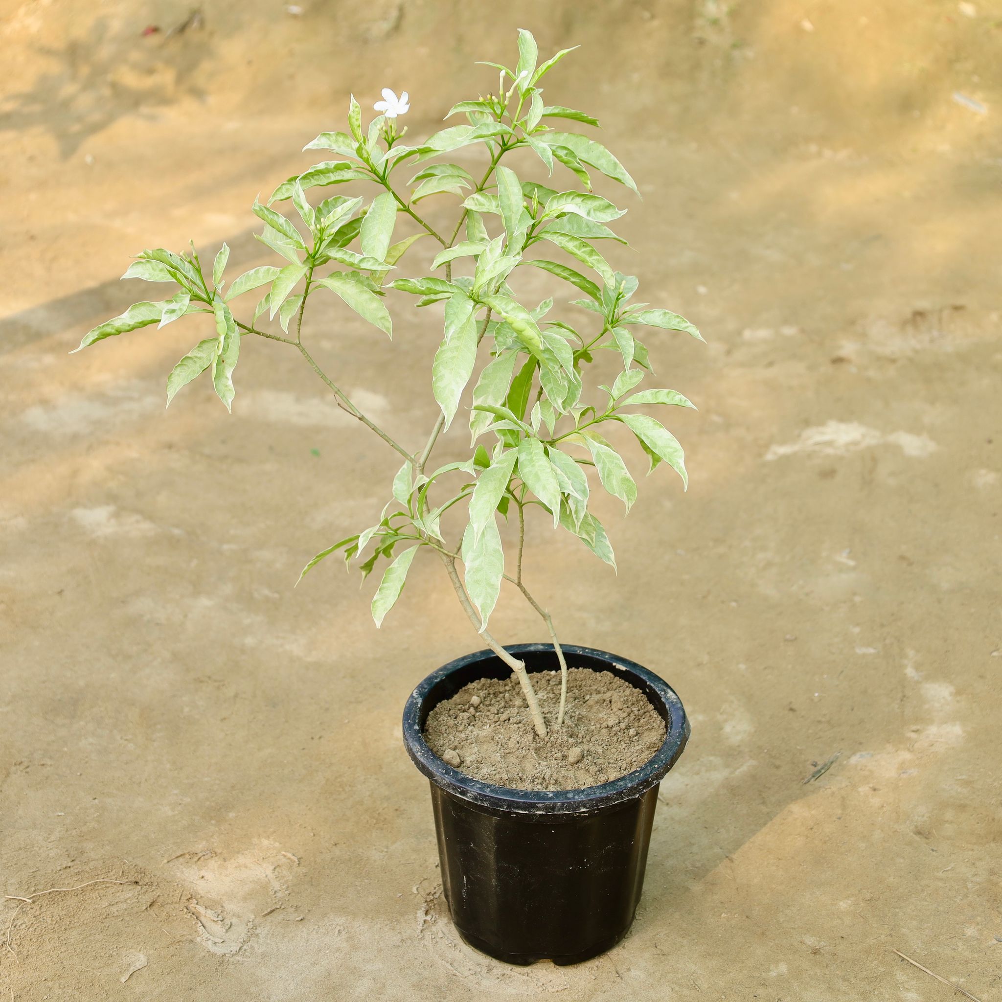 Chandni in 8 Inch Nursery Pot
