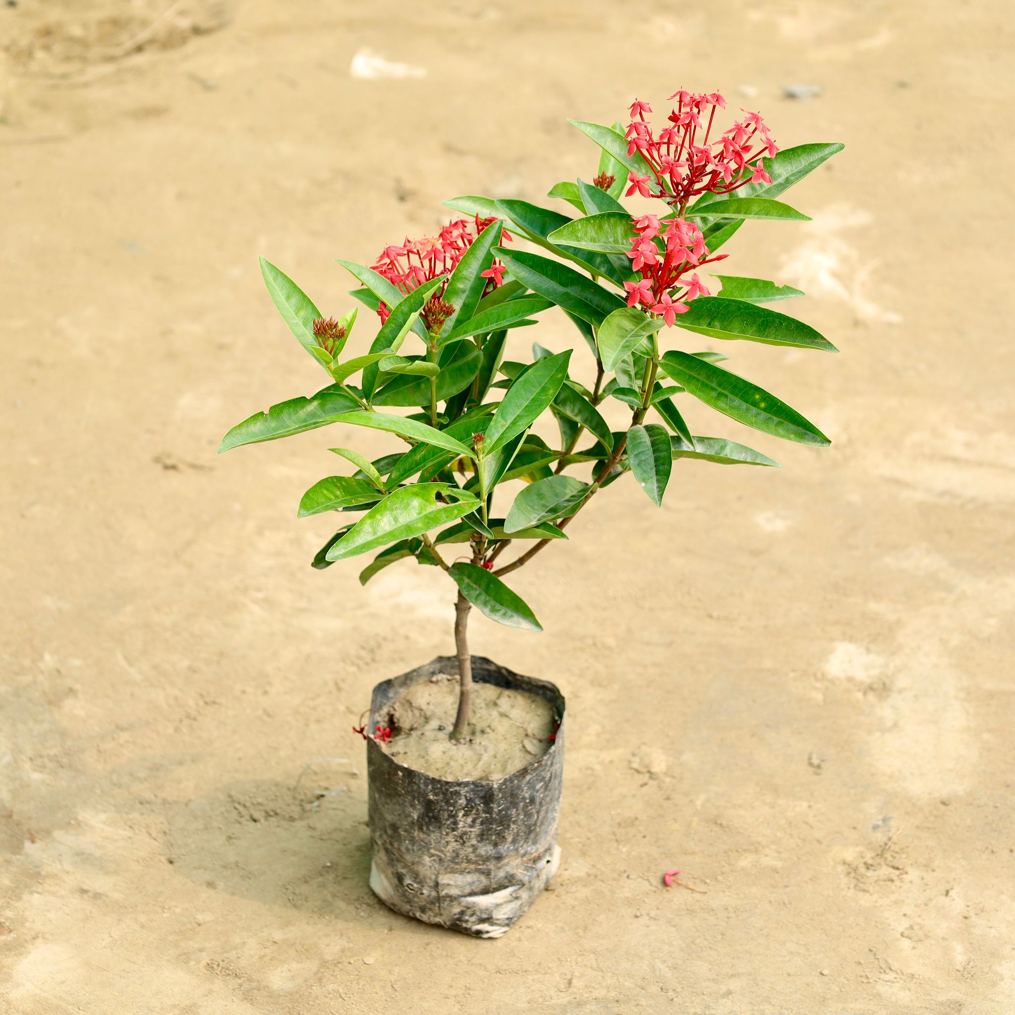Ixora Super (Any Colour) in 6 Inch Nursery Bag