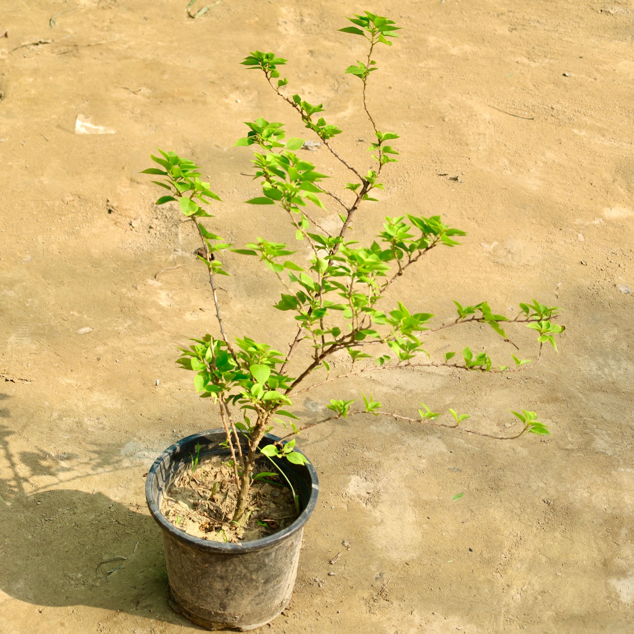 Bougainvillea (Any Color) in 8 Inch Nursery Pot