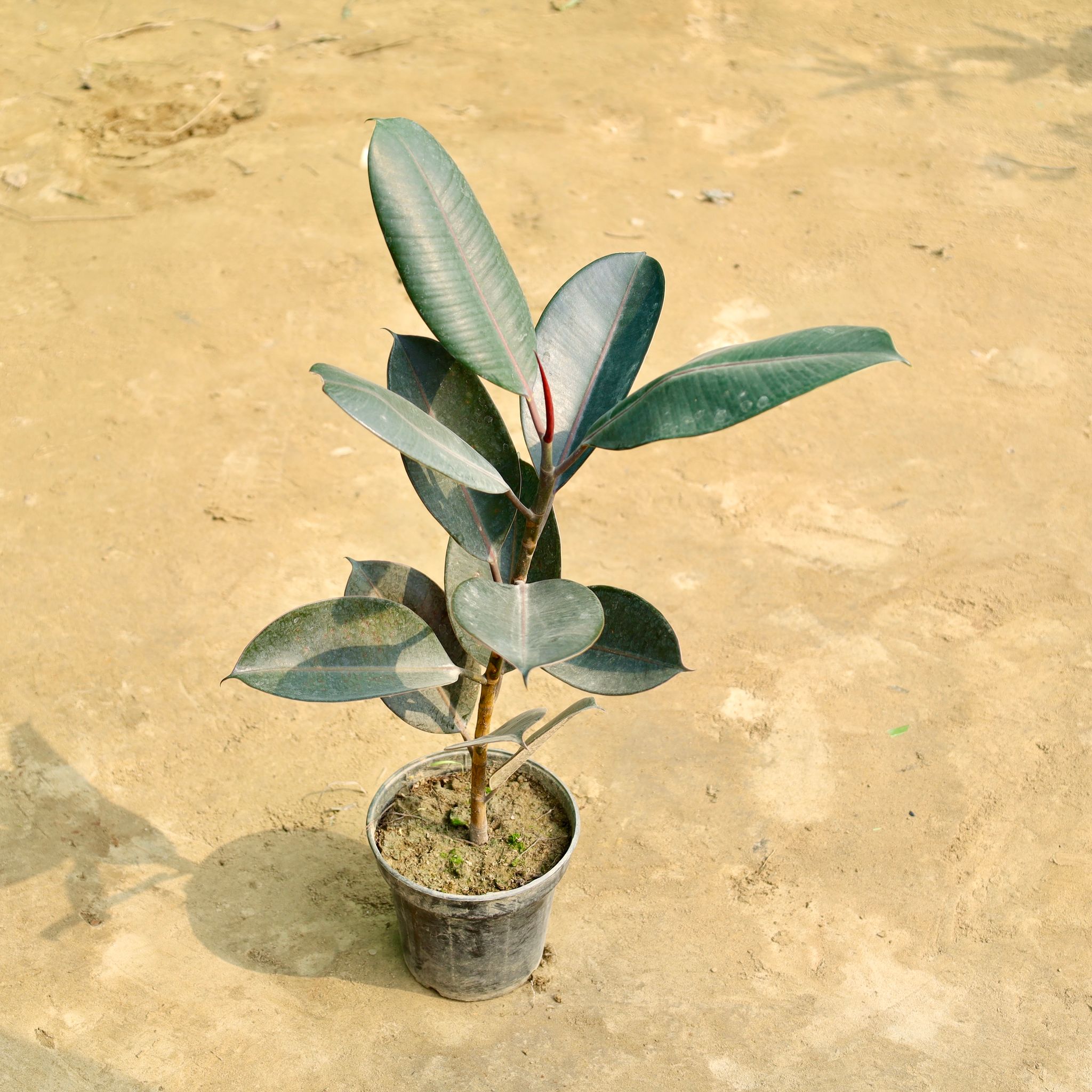 Rubber Black in 6 Inch Nursery Pot