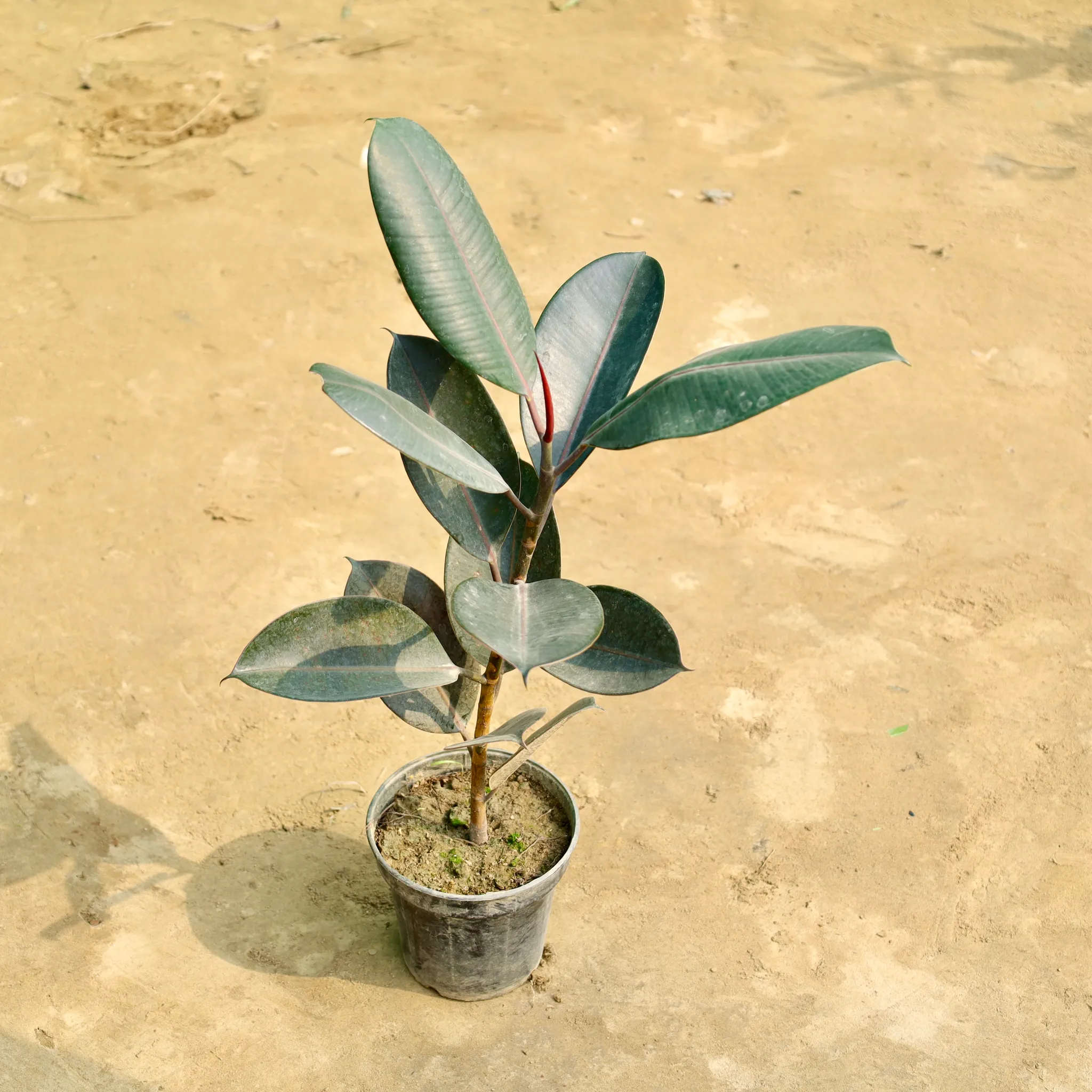Rubber Black in 6 Inch Nursery Pot
