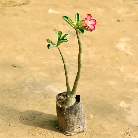 Adenium (Any Colour) in 6 Inch Nursery Bag
