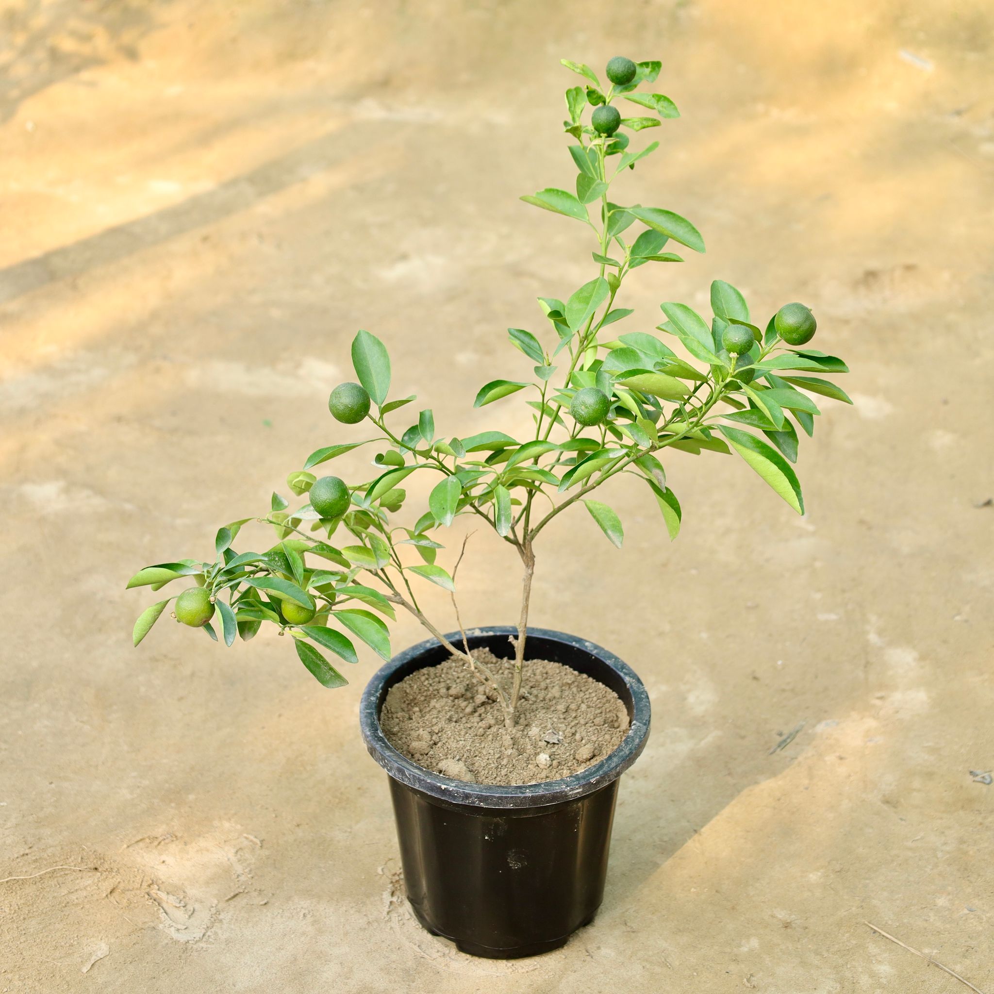 China Orange in 8 Inch Nursery Pot