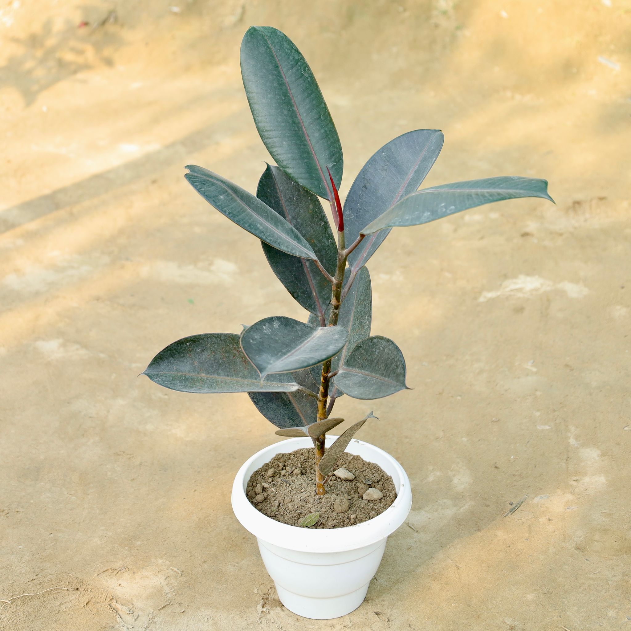Rubber Black in 10 Inch White Classy Plastic Pot