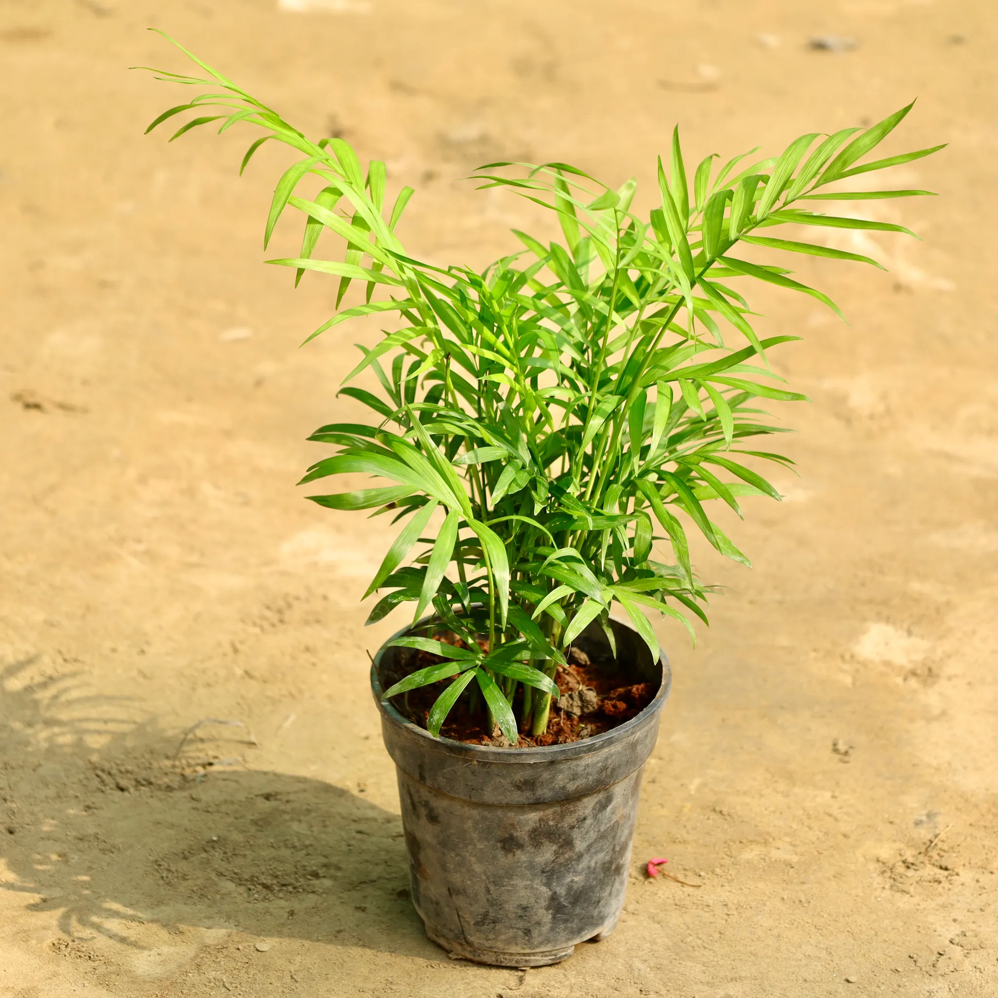Chamaedorea Palm in 6 Inch Nursery Pot
