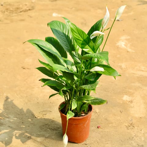 Peace Lily in 5 Inch Nursery Pot