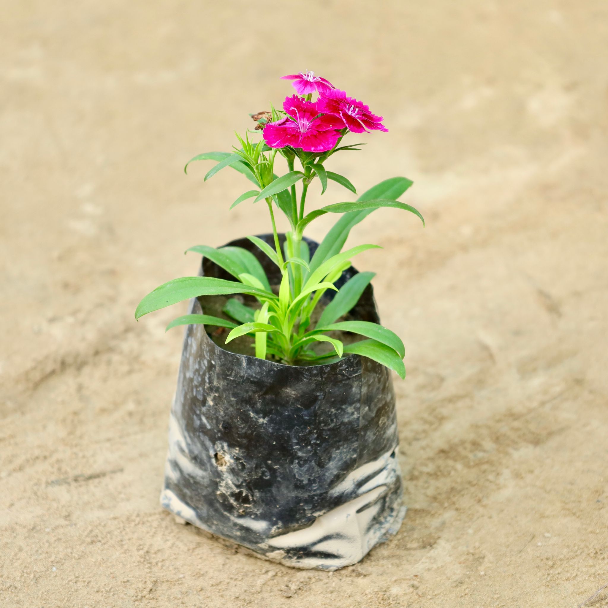 Dianthus (Any Colour) in 4 Inch Nursery Bag