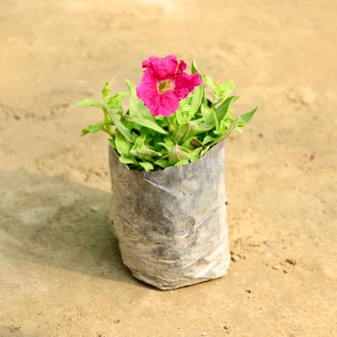 Petunia (Any Colour) in 4 Inch Nursery Bag