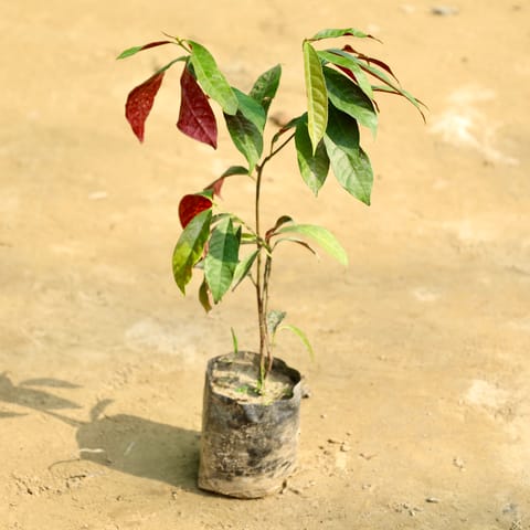 Laila Majnu in 4 Inch Nursery Bag