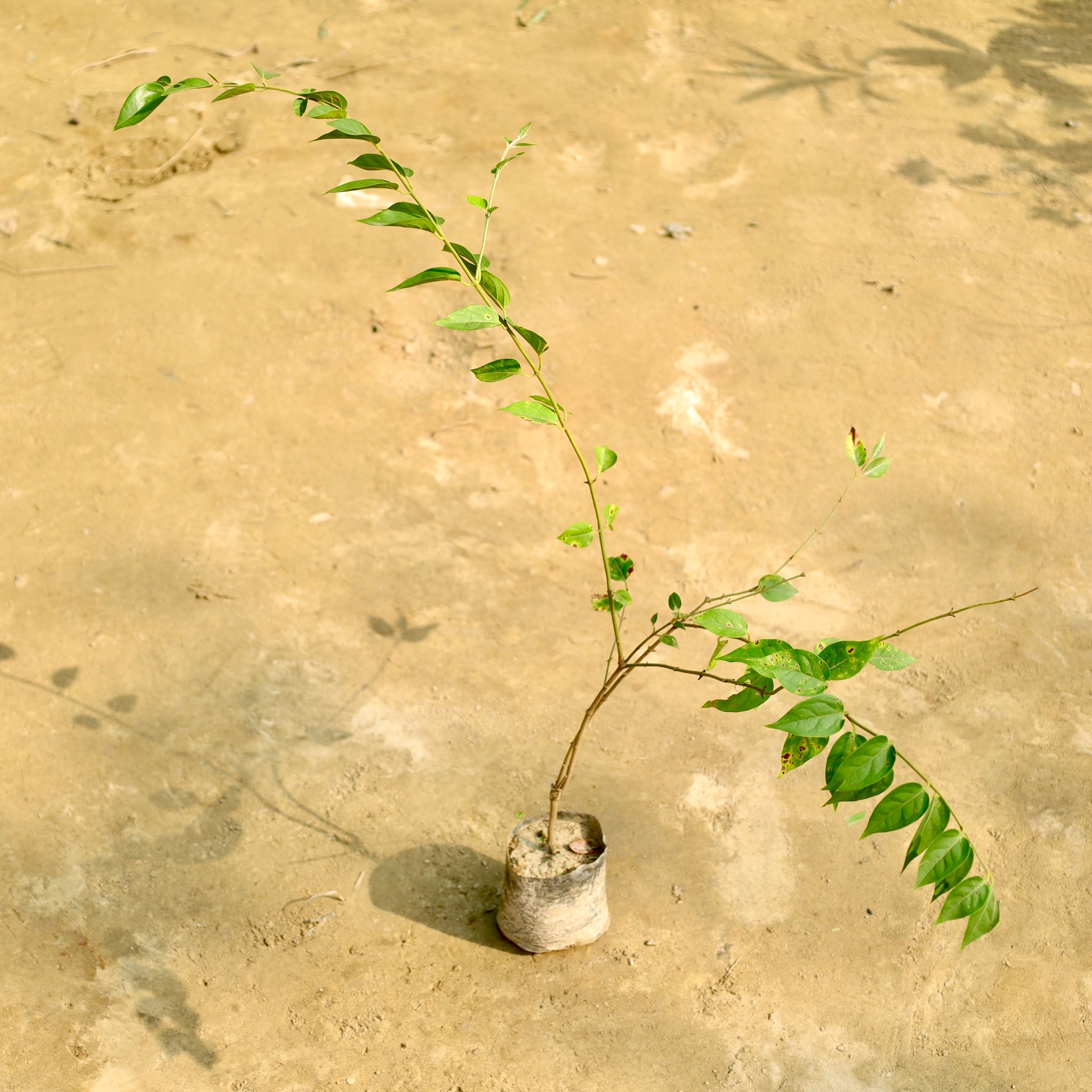 Juhi / Jasmine in 4 Inch Nursery Bag