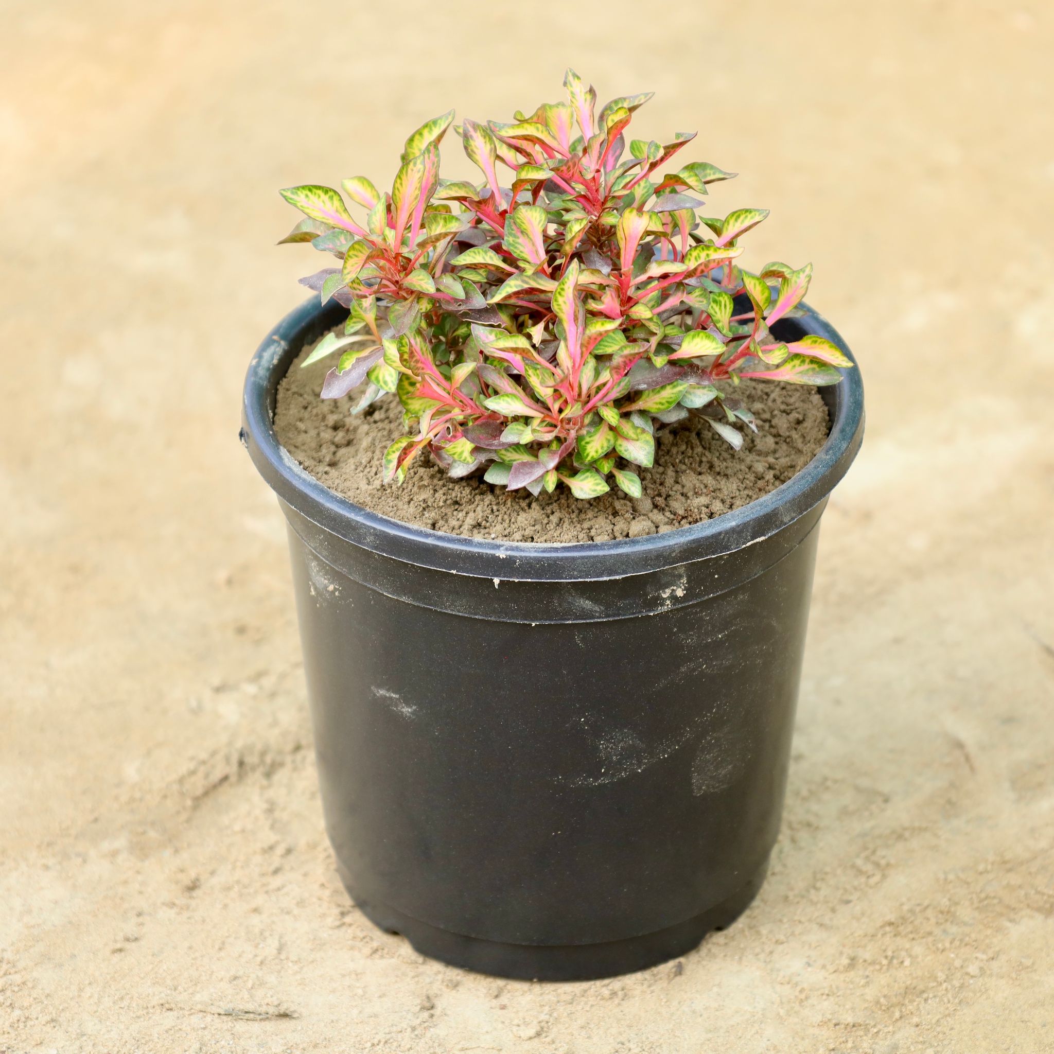 Alternanthera in 4 Inch Nursery Pot