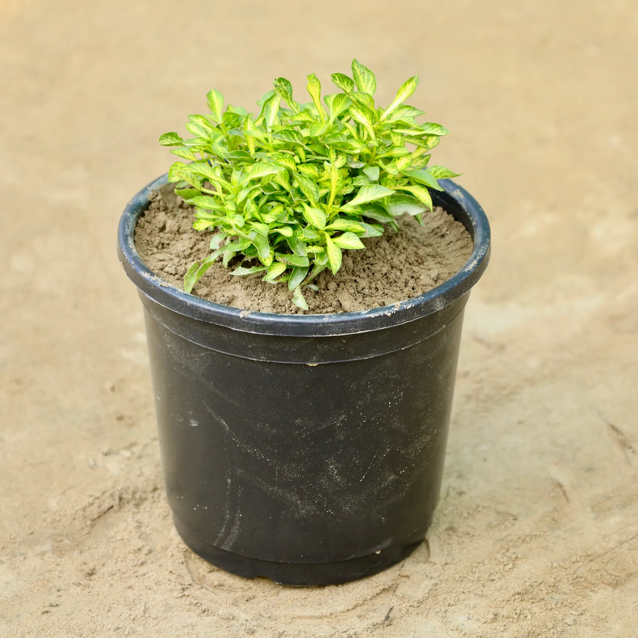 Alternanthera Green in 4 Inch Nursery Pot