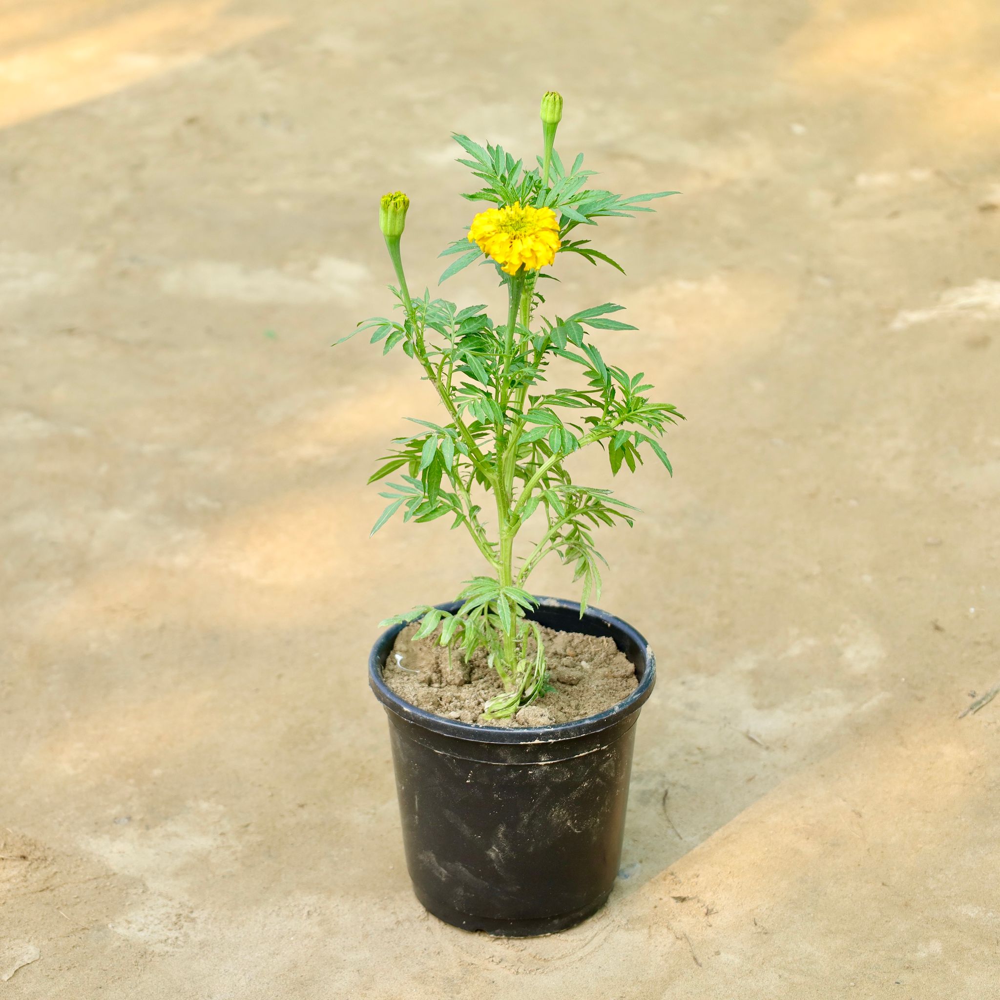 Marigold in 6 Inch Nursery Pot