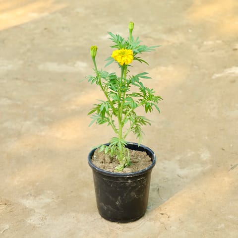 Marigold in 6 Inch Nursery Pot