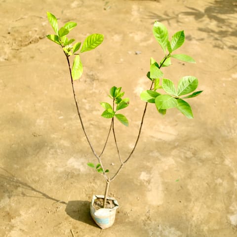 Gandhraj / Gardenia in 4 Inch Nursery Bag