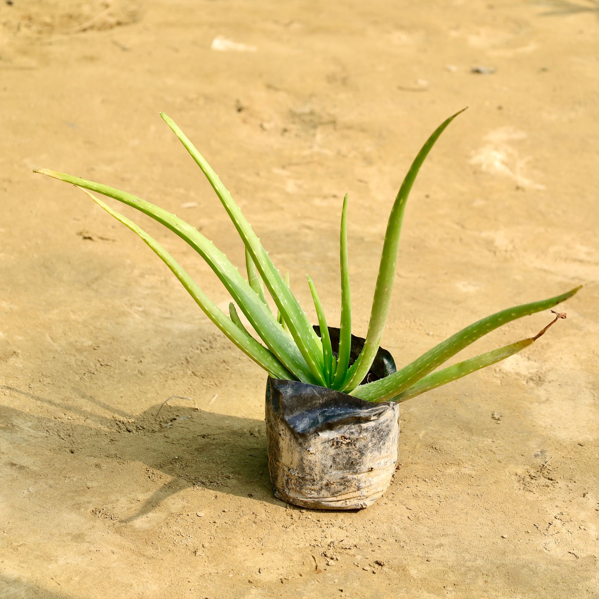 Aloe Vera in 6 Inch Nursery Bag
