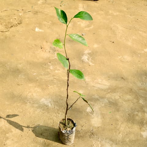Jack Fruit Grafted / Kathal Plant (Any Colour) in 4 Inch Live Fresh Plant Nursery Bag in Dharavi Mumbai