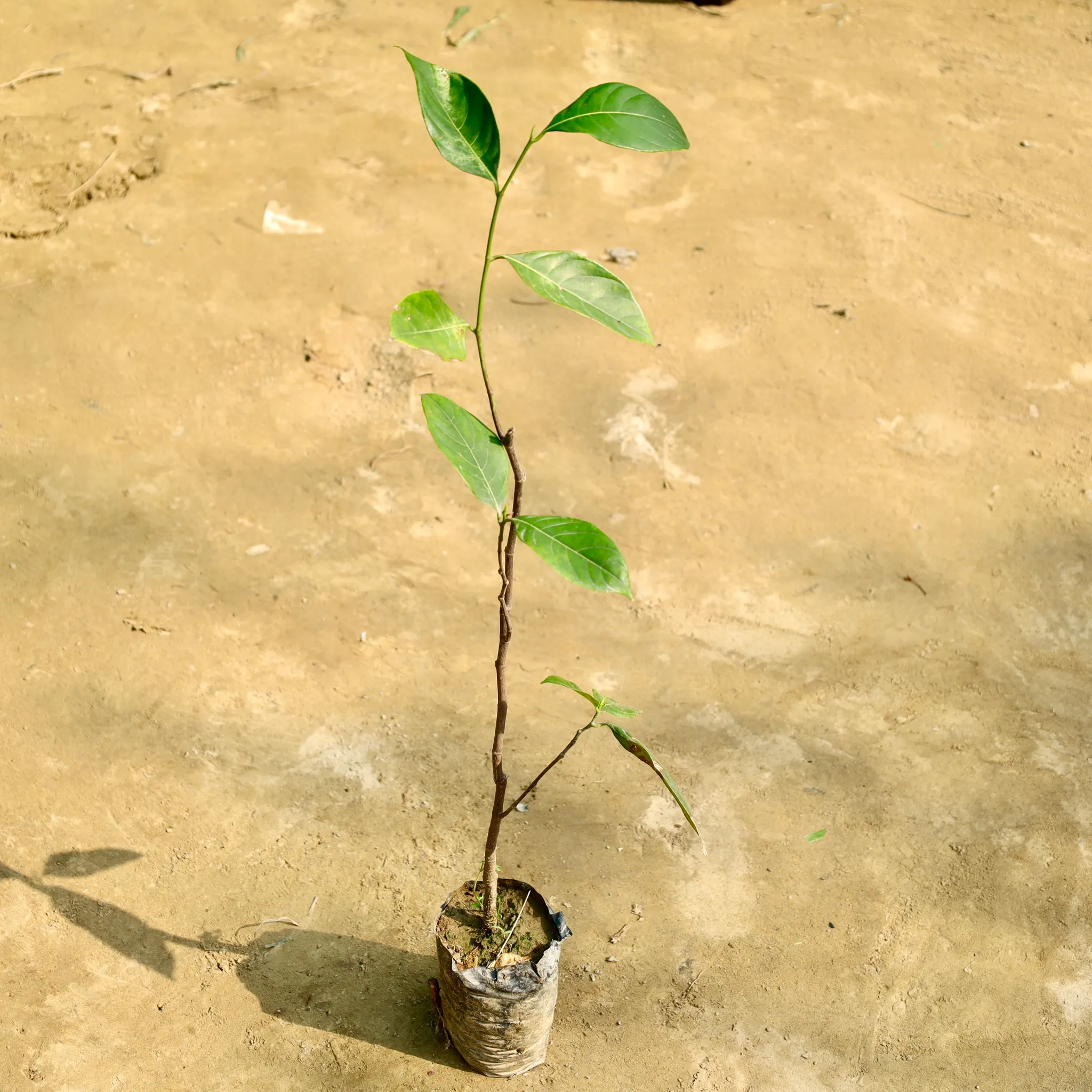 Jack Fruit Grafted / Kathal Plant (Any Colour) in 4 Inch Nursery Bag