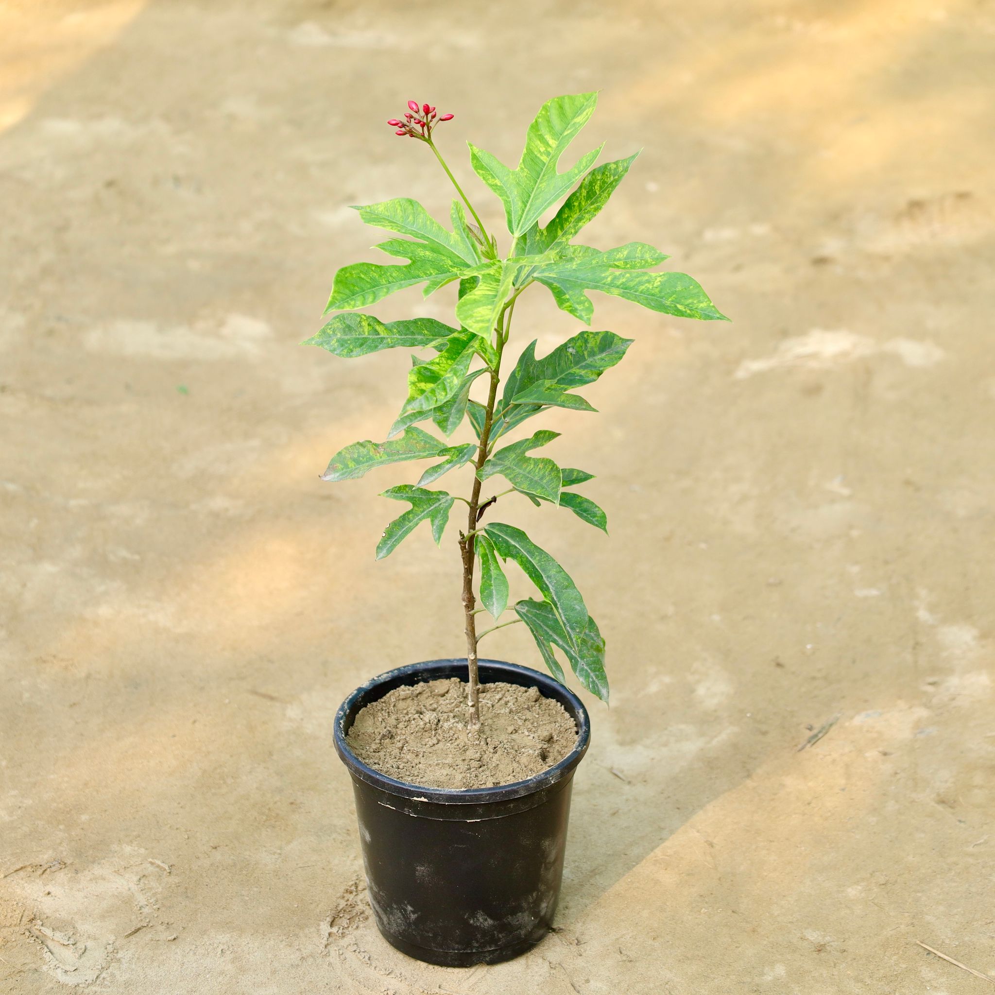 Jet rupa in 6 Inch Nursery Pot
