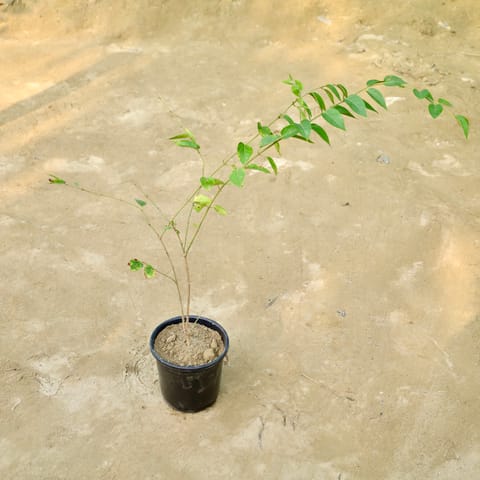 Chameli in 6 Inch Nursery Pot