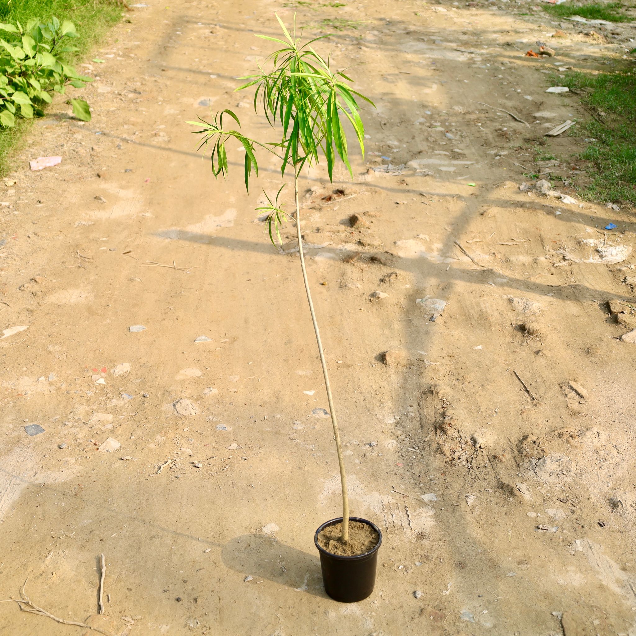 Kaner (Any Colour) in 6 Inch Nursery Pot