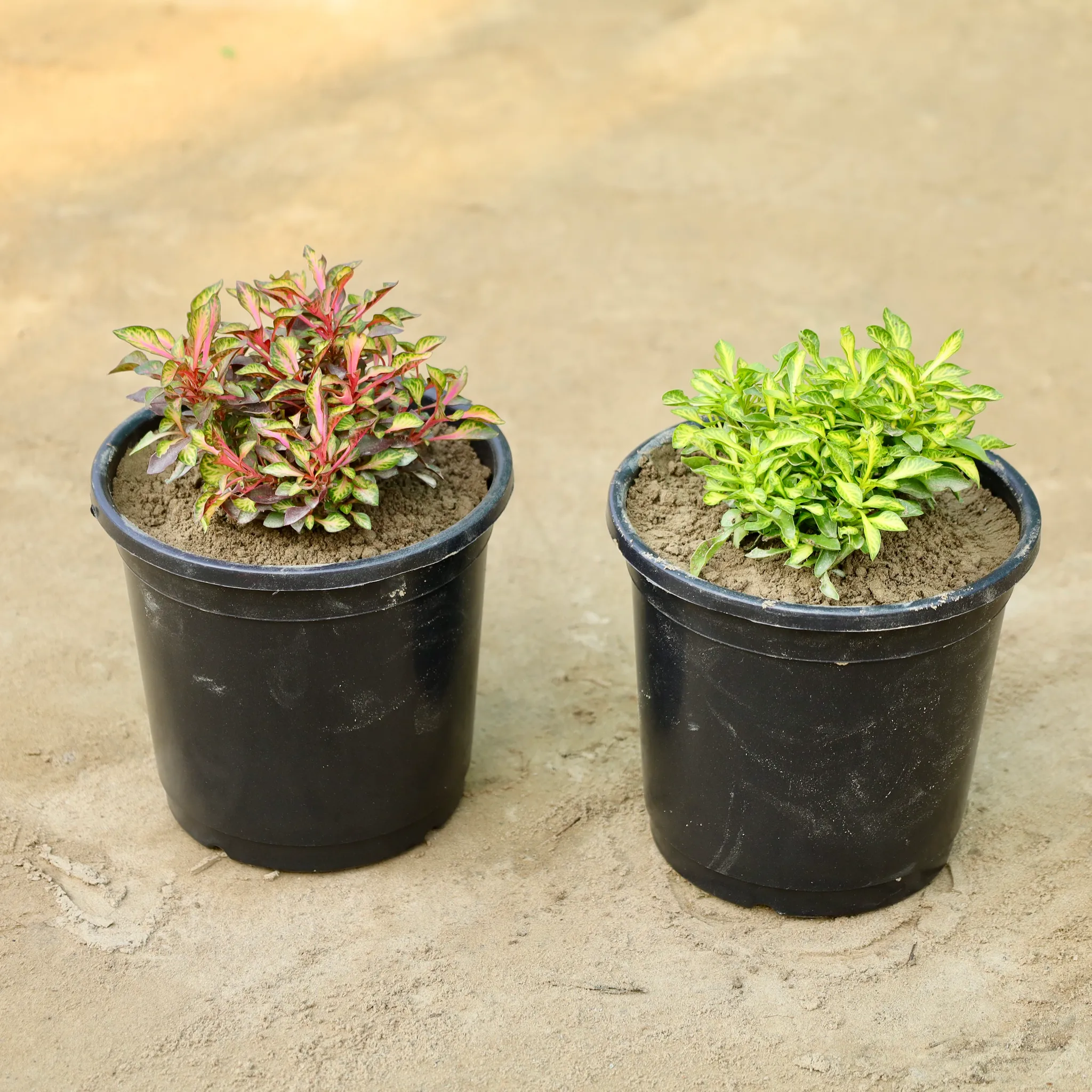 Set of 2 - Alternanthera in 4 Inch Nursery Pot