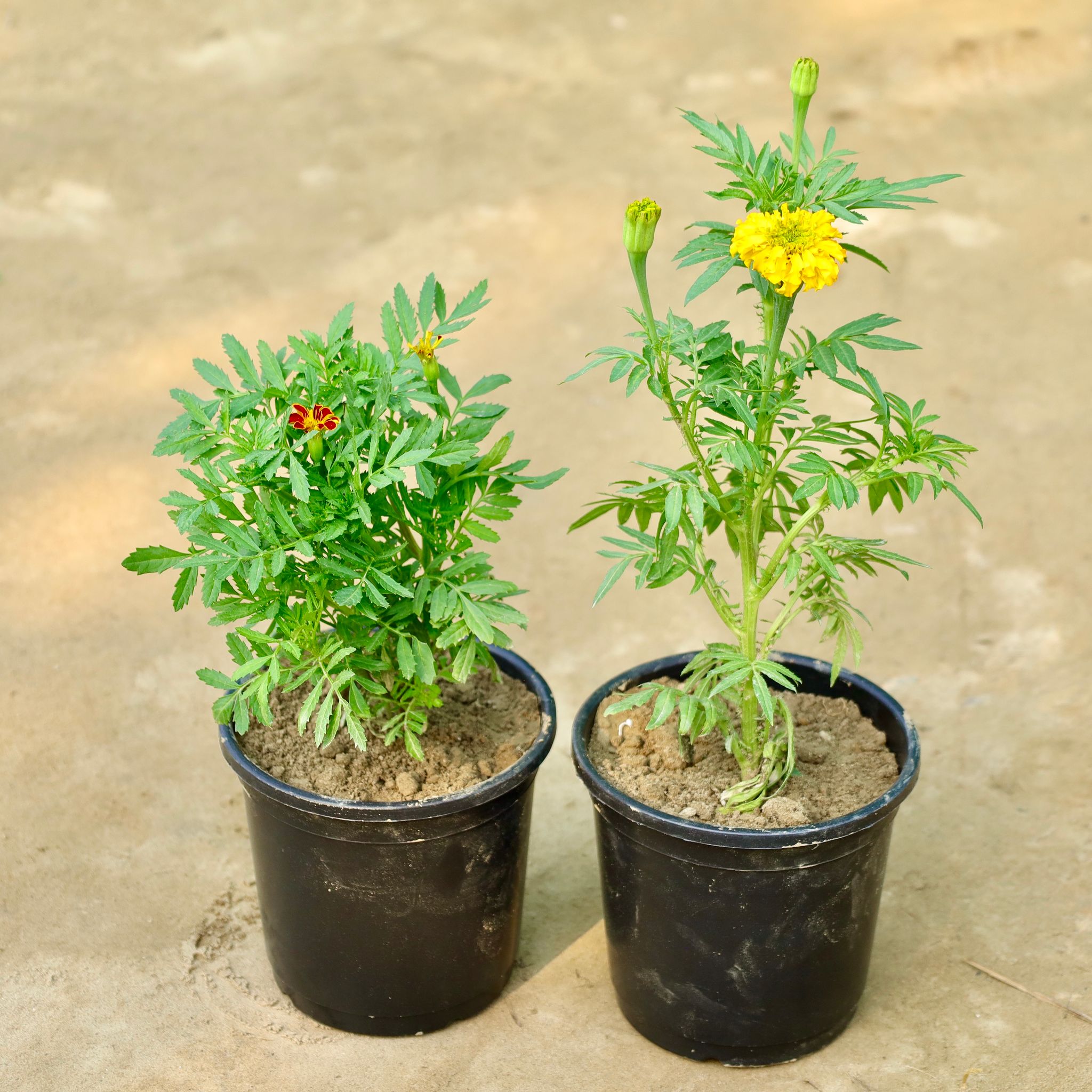 Set of 2 - Marigold / Genda Jafri (Any Colour) in 6 Inch Nursery Pot