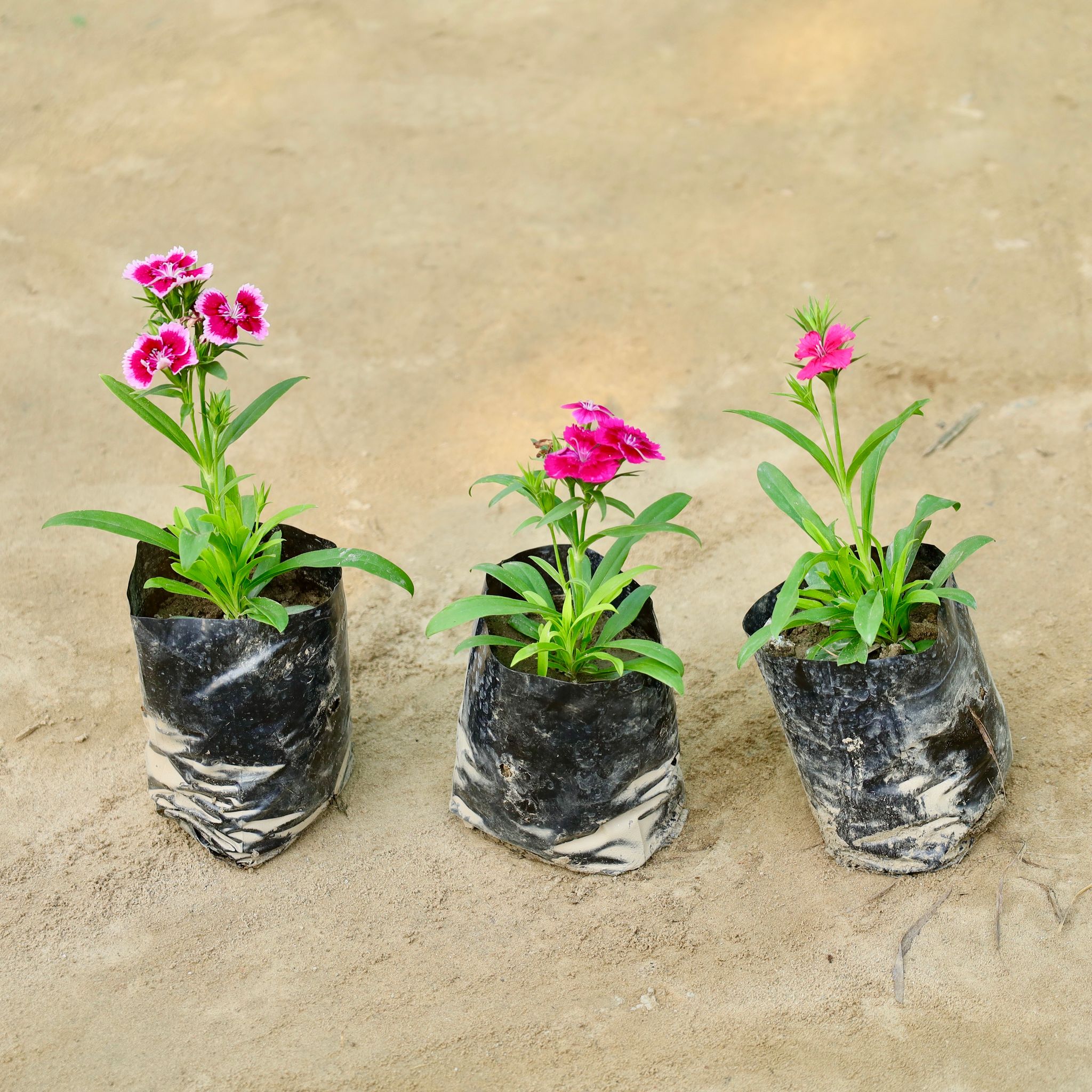 Set of 3 - Dianthus (Any Colour) in 4 Inch Nursery Bag