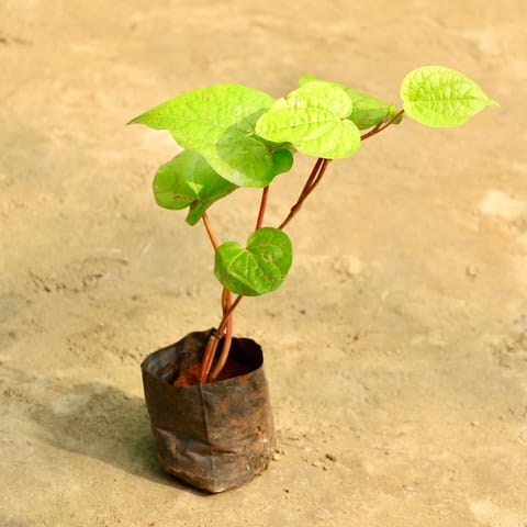 Paan / Betel Leaf in 4 Inch Nursery Bag