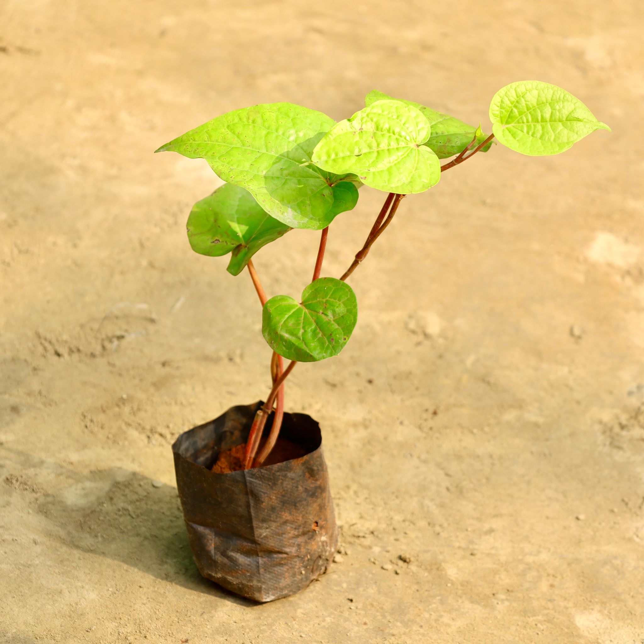 Paan / Betel Leaf in 4 Inch Nursery Bag