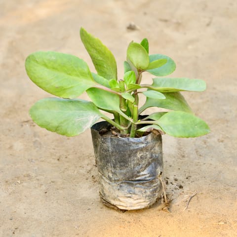 Kalanchoe Desi (Any Colour) in 4 Inch Nursery Bag