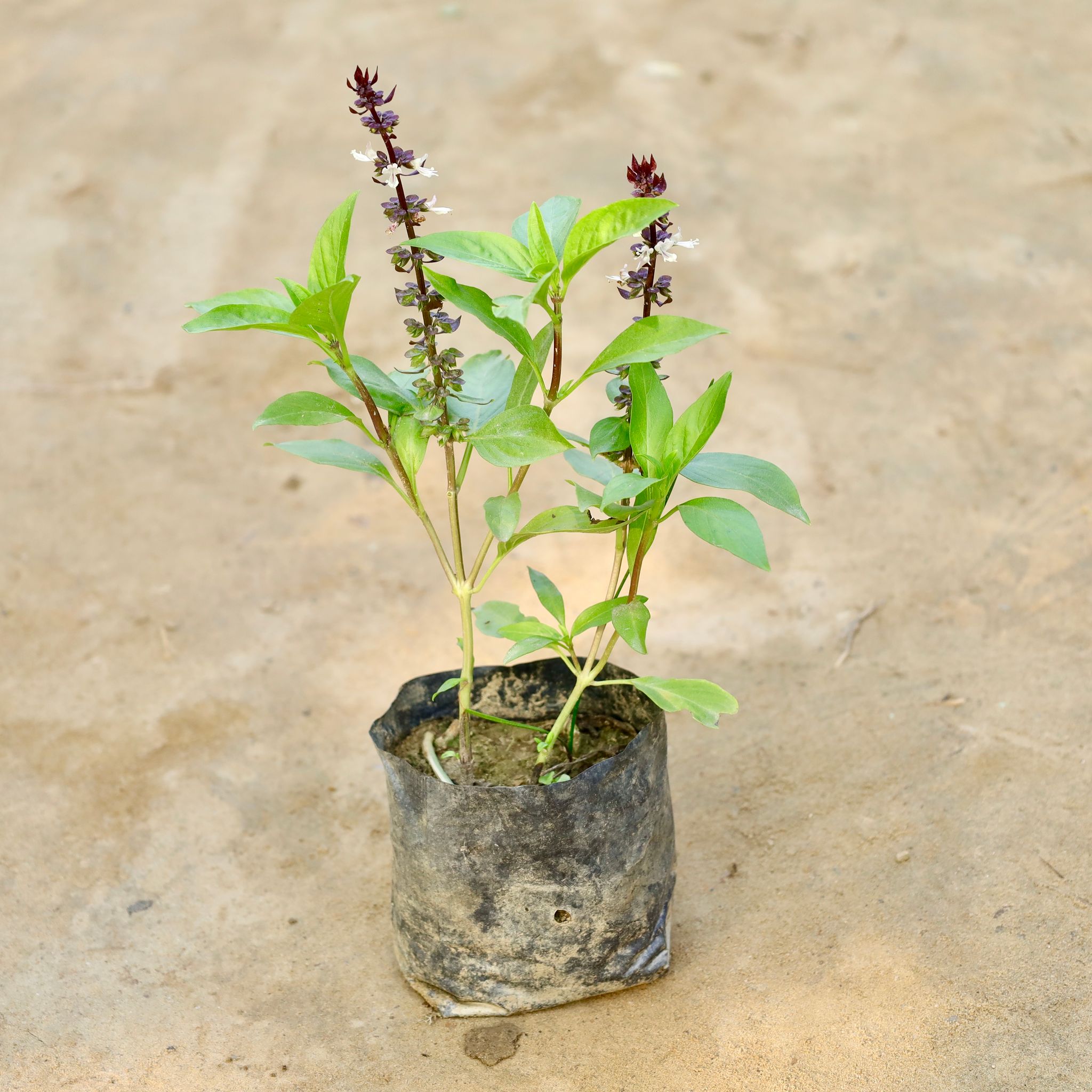 Sweet Basil / Marwa Tulsi in 4 Inch Nursery Bag