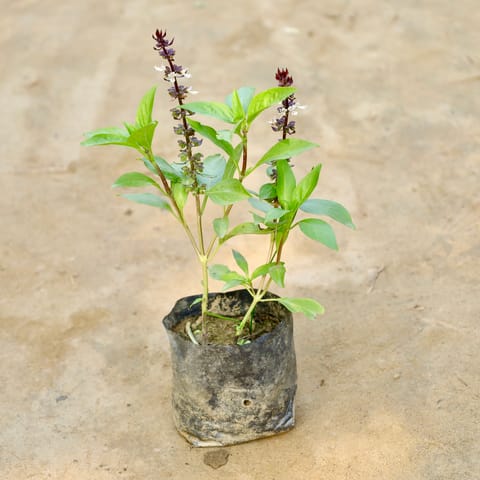 Sweet Basil / Marwa Tulsi in 4 Inch Nursery Bag