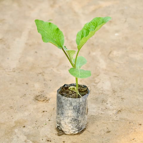 Brinjal / Baigan Plant in 4 Inch Nursery Bag