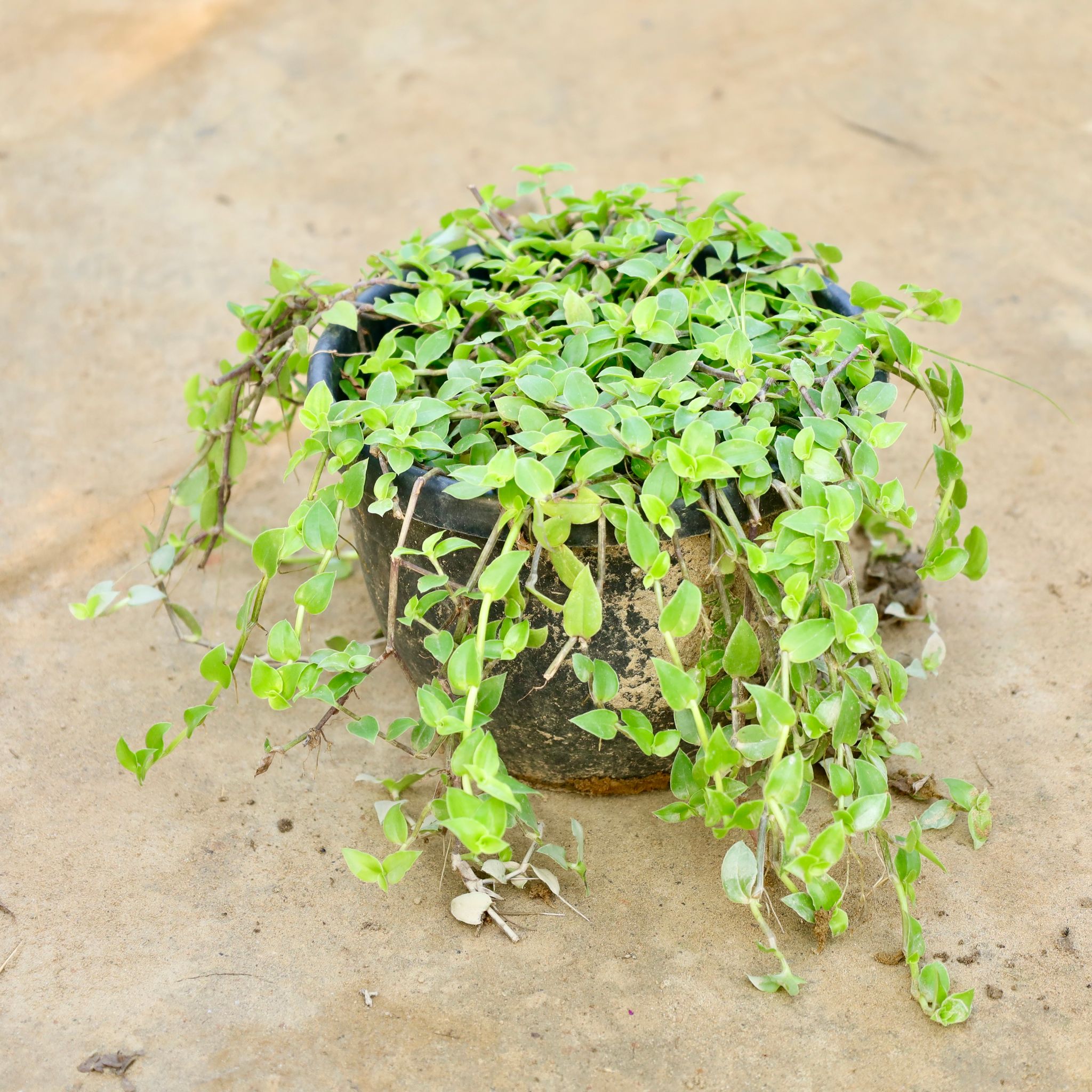 Turtle Vine in 4 Inch Nursery Pot