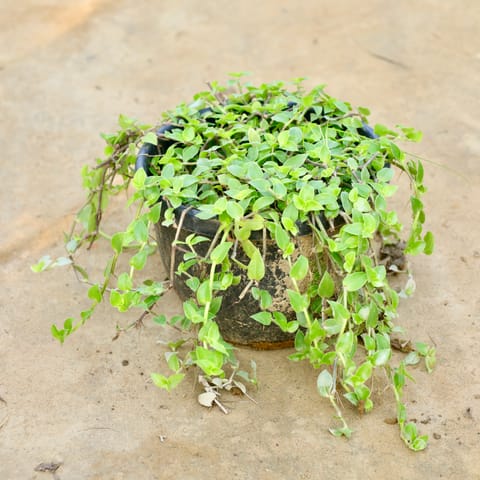 Turtle Vine in 4 Inch Nursery Pot