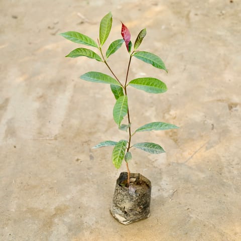 Laila Majnu in 4 Inch Nursery Bag