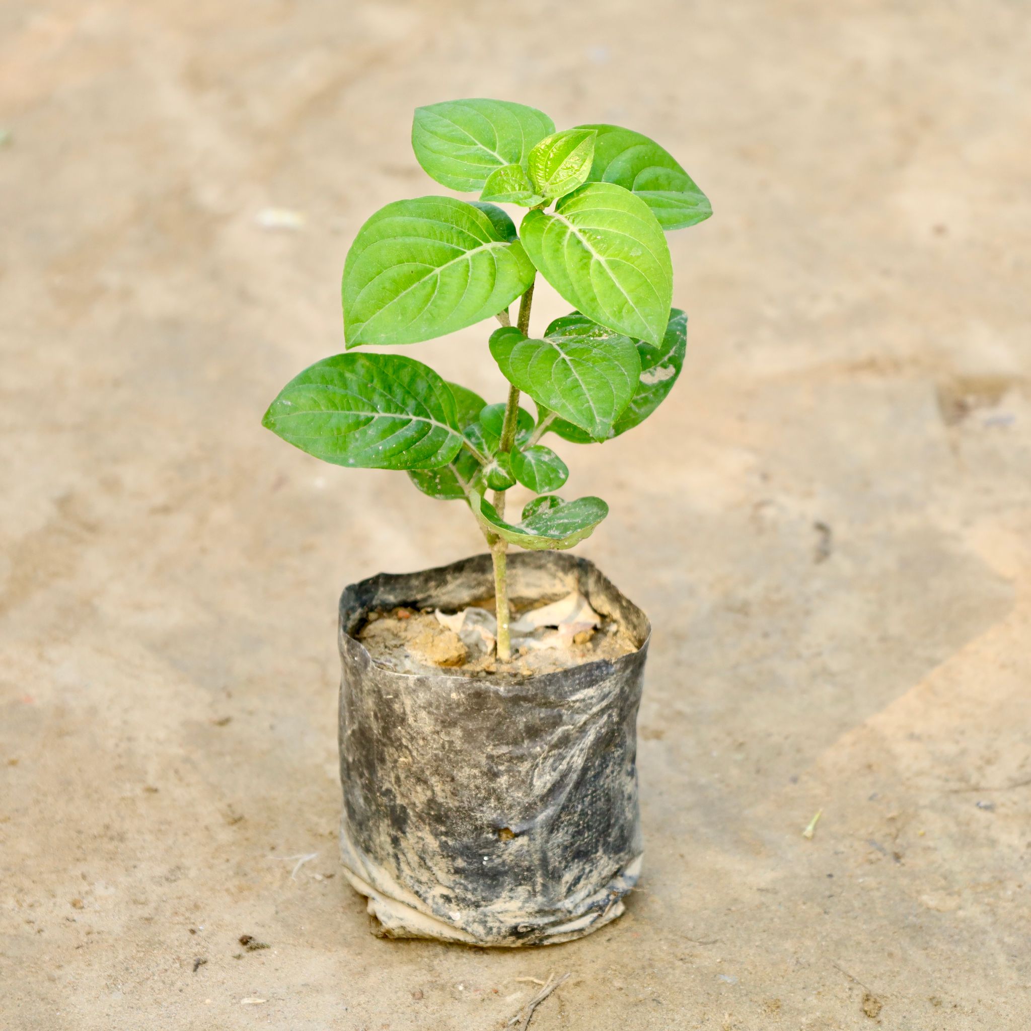Barleria Cristata Blue / Philippine Violet in 4 Inch Nursery Bag