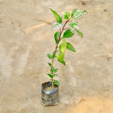 Hibiscus Variegated in 4 Inch Nursery Bag