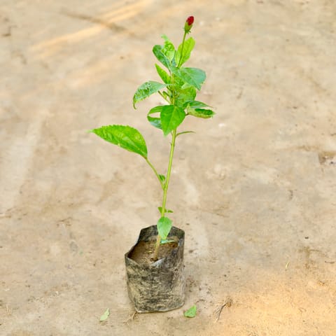Hibiscus / Gudhal (Any Colour) in 4 Inch Nursery Bag