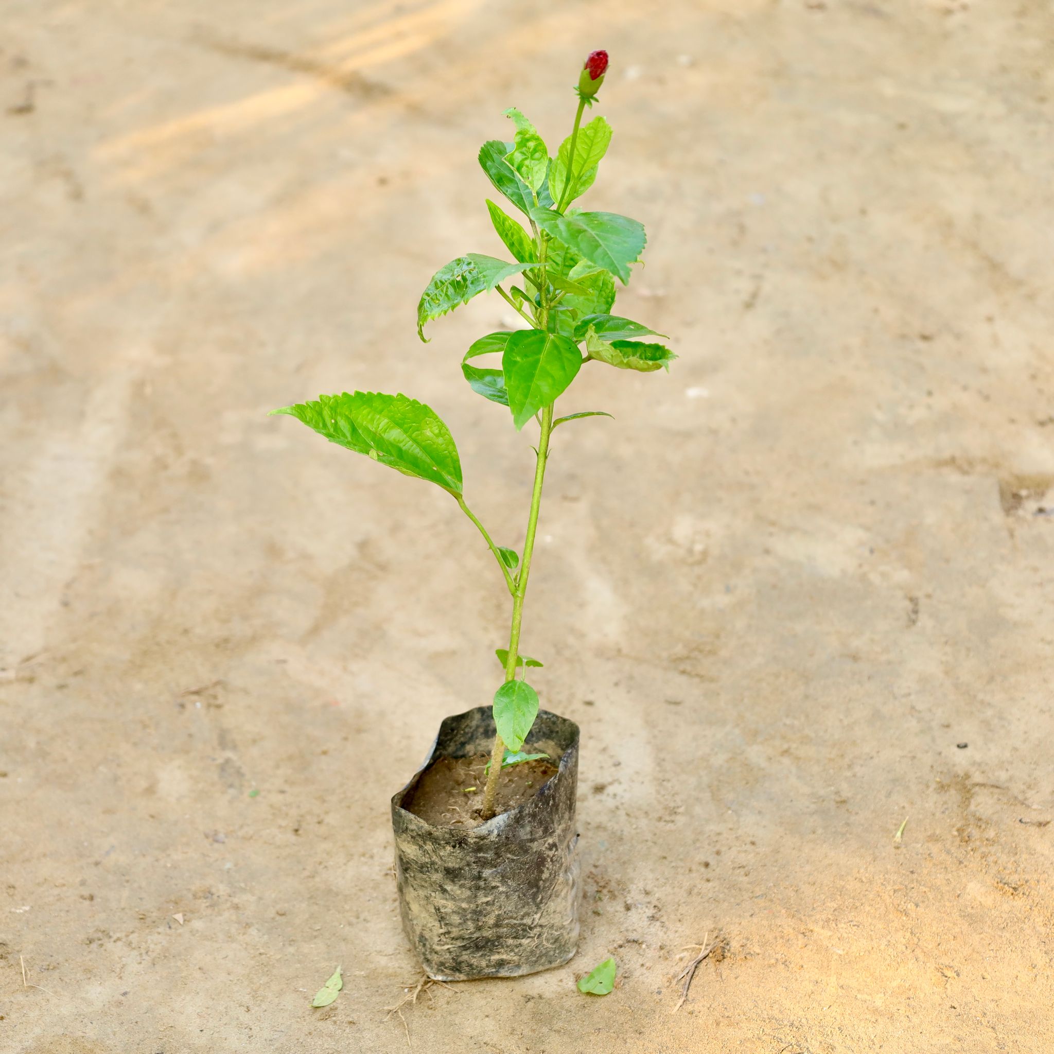 Hibiscus / Gudhal (Any Colour) in 4 Inch Nursery Bag