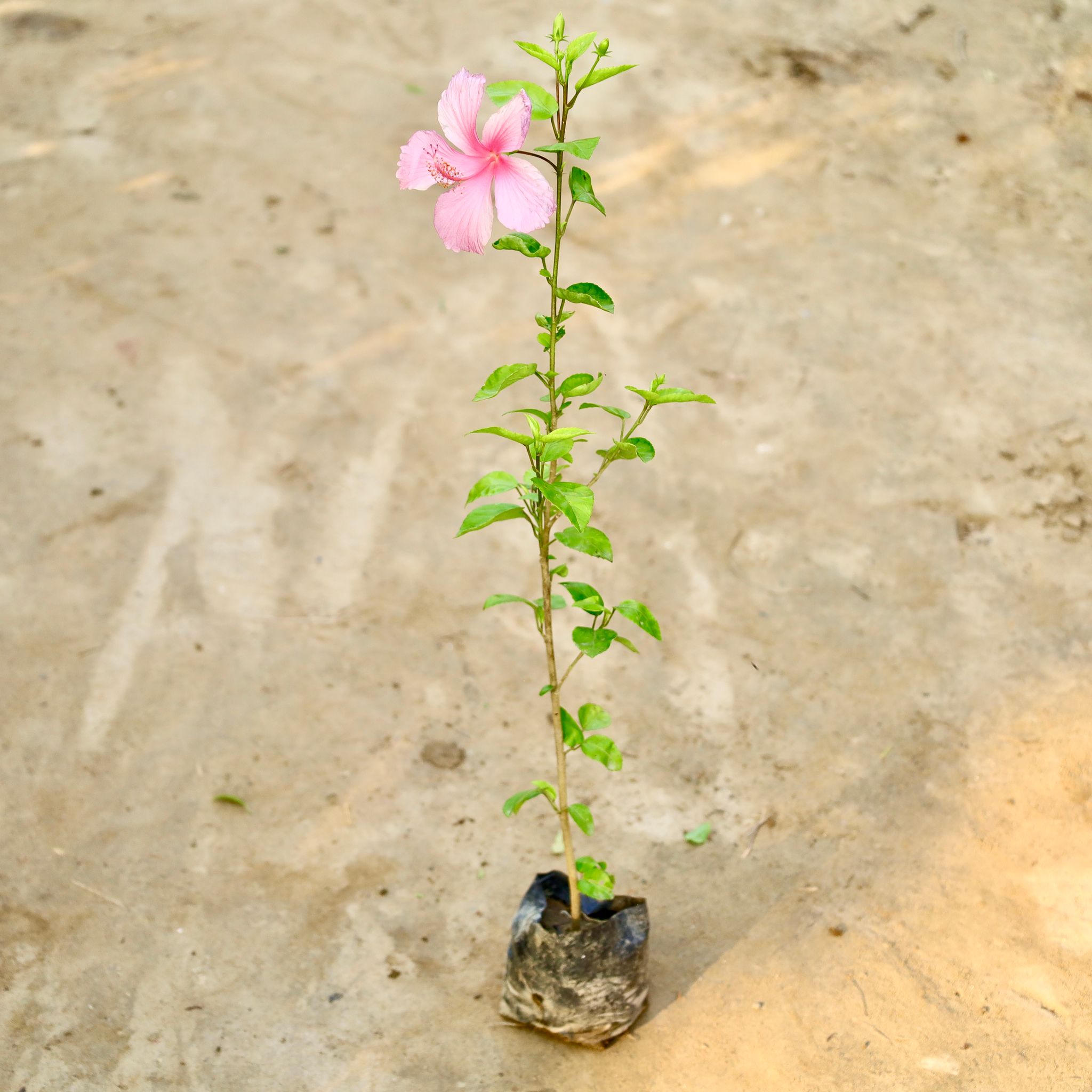 Hibiscus / Gudhal (Any Colour) in 4 Inch Nursery Bag
