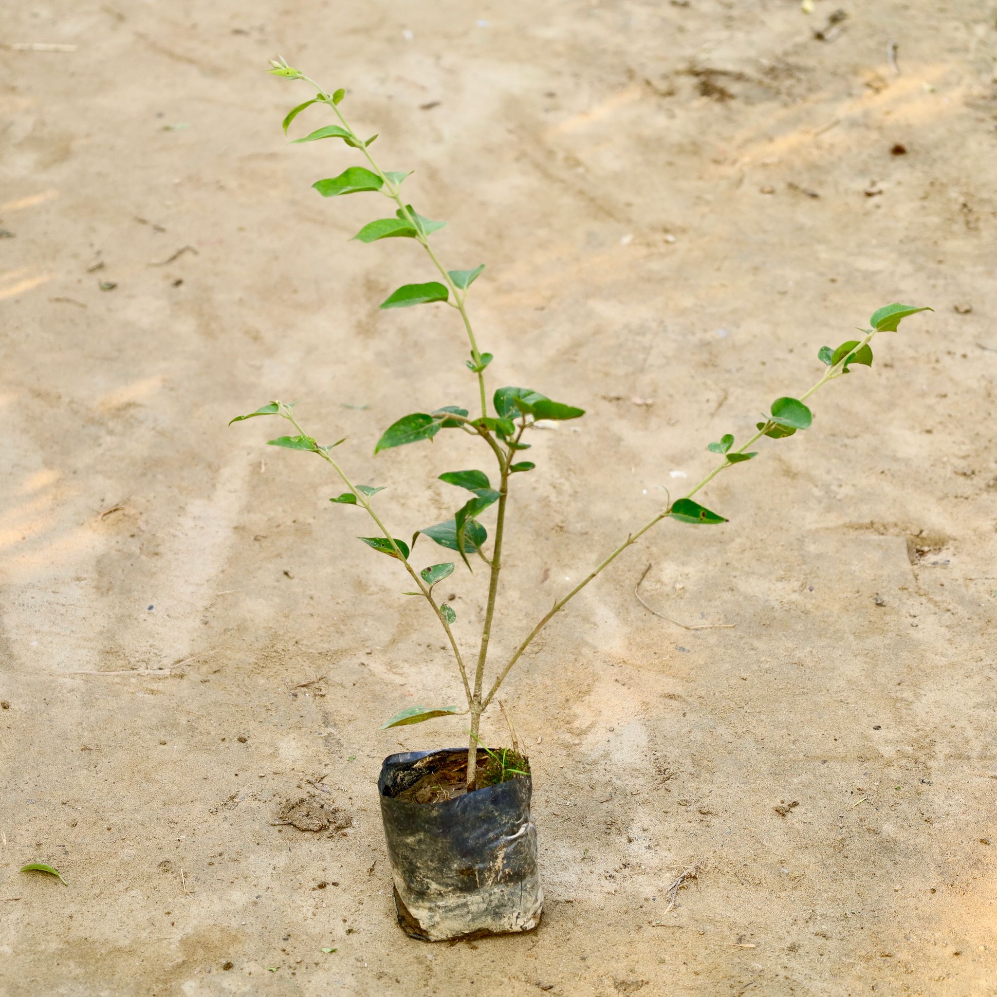 Kund bel in 4 Inch Nursery Bag