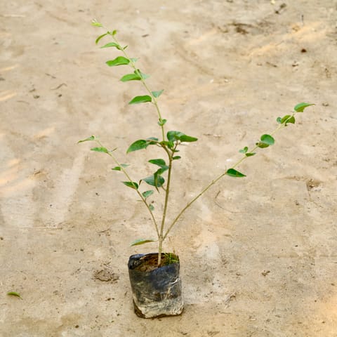 Kund bel in 4 Inch Nursery Bag